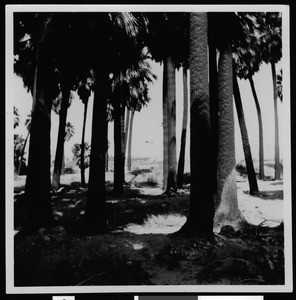 Trees in Thousand Palms at the Colorado Desert, ca.1940