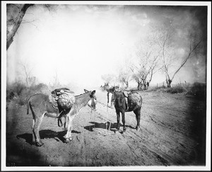 Pima Indian Papajo's burro and horse carrying pottery ollas to market in Phoenix, ca.1900