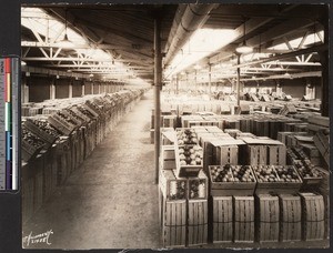 Packing shed with long rows of citrus fruit in crates, September 1, 1927