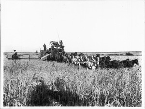 Twenty-horse harvester at work in a field on a farm in Ventura County, California, ca.1900