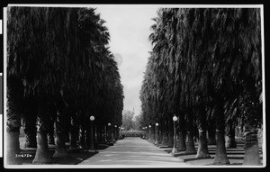 View of a walkway lined by trees and lamp posts in South Park