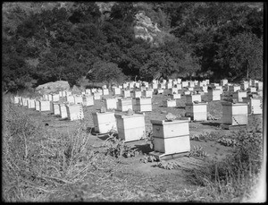 More than 100 bee hive boxes on a bee ranch, Encino, California, ca.1925