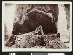 Woodsman posing in the Big Trees of Santa Cruz, ca.1900