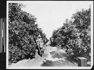 Citrus fruit pickers, ca.1910