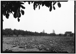 Pumpkin field near Pomona, October 20, 1930