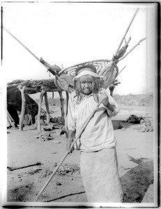 Pima Indian woman, Si-Rup, carrying firewood in her "Kathak", or basket, in Pima, Arizona, 1904