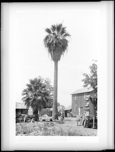 The old palms on Lyon Street. The ranch of Don Juan Ramirez which extended from Macy Street to Aliso Street, Los Angeles