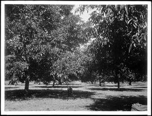 Walnut grove in Whittier, California