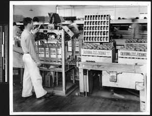 Packing crates of citrus, ca.1930