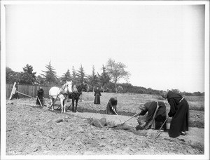 Five monks farming stony ground at Mission Santa Barbara, ca.1901