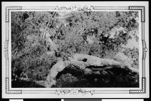 Boundary Oak in Griffith Park, May 13, 1941