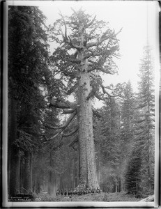 About sixteen mounted soldiers of F Troop standing in front of "Grizzley Giant", a Big Tree in Mariposa Grove in Yosemite National Park, California, ca.1902