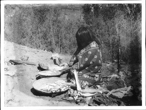 Havasupai Indian woman, Chickapanagie's wife, preparing "Meala" by rolling corn in husks before baking, ca.1900
