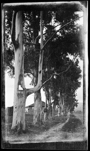 View of eucalyptus tree-lined Gower Street north from Melrose Avenue in Hollywood, ca.1910