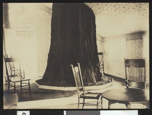Large tree growing in a house in Yosemite National Park, ca.1900-1910