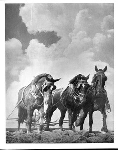 Three horses pulling a plow, ca.1920