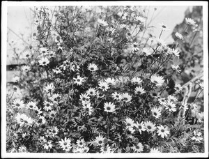 Daisy (Marguerites) bush, 1920