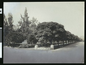 Residential street in Redlands, showing a tree-enclosed house on the left, ca.1900