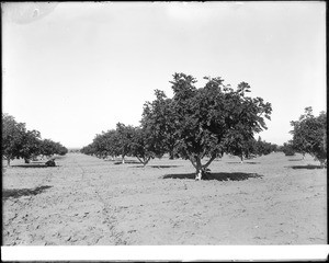 View looking down a long aisle between rows of trees in a fig orchard, ca. October 1897