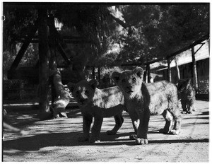 Several lion cubs at Gay's Lion Farm, ca.1936