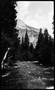 Wide river surrounded by tall pine trees, showing dead branches on right bank, Yosemite National Park, California