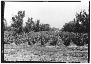 "A yard of berries", grown by irrigation in Spokane Valley, 1929