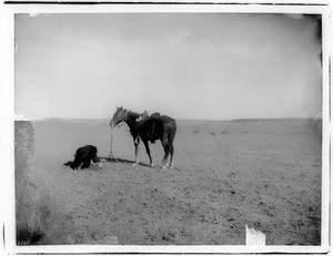 A Navajo Indian man staking his horse to a hole in the desert sand so the horse does not wander off, ca.1900