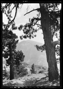 Two members of the Sunset Club in front of a large pine tree, ca.1910