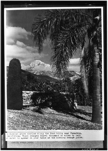 Palm trees, orange groves with snowcapped mountains, showing a brick wall, ca.1920