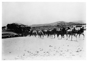 Team of fourteen horses pulling wool freighter across the Powder River near the junction of the Yellowstone not far from Miles City, wool shipment in Montana, ca.1892