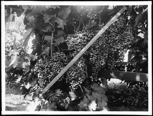 Large cluster of grapes on the vine, ca.1898