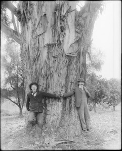 Two men with their arms wrapped around a 25-years-old eucalyptus tree at the L.J. Rose Ranch, ca.1900