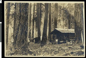 A view of a small cabin in the woods, Oregon