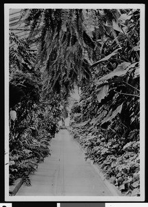 Unidentified greenhouse with tropical vegetation