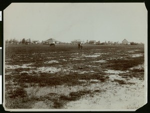 Mules grazing in alfalfa field at Calexico, ca.1910