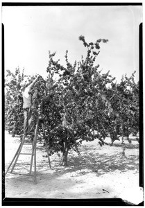 Picking apricots, Vetter Grove, Van Nuys, July 31, 1929