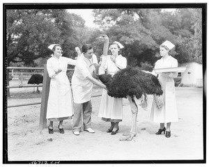 Veterinarian using a stethescope on an ostrich in Lincoln Park