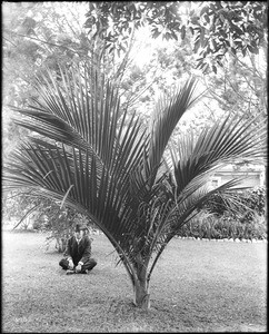 A man sitting near a young palm tree, ca.1920