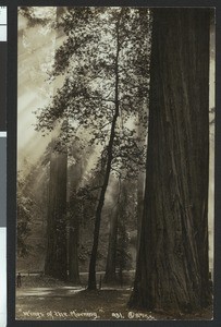 Automobile parked under the "Doust Tree" along the Redwood Highway