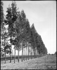 Eucalyptus tree grove, ca.1900