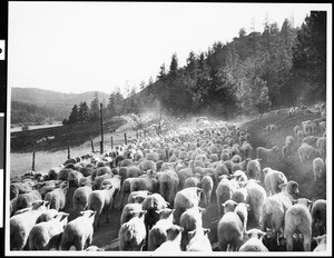 A view of sheep on a road, Oregon