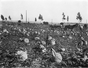 A pumpkin patch on the E.L. Baker ranch in the Crescent Junction district looking southeast from the northeast corner of Santa Monica Boulevard and Fairfax Avenue, Hollywood, California, ca.1909