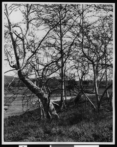 Sycamores beside Johnston Lake on the Campbell-Johnston Ranch in Garvanza, ca.1900