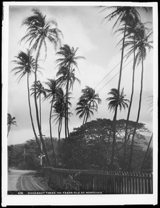 Coconut trees, 100 years old, Honolulu, Hawaii, 1907