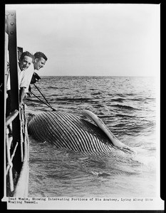 Dead whale lashed to the side of a whaling vessel