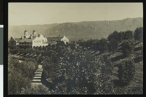 Orchard surrounding the Burrage residence in Redlands, ca.1900