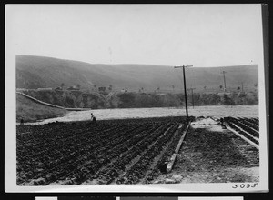 View of crops, showing mountains and field workers, ca.1925