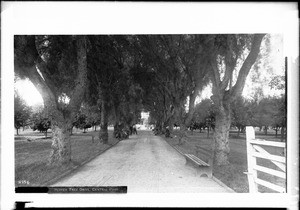 Pepper Tree Drive in Central Park (South Park?) in Los Angeles, ca.1890