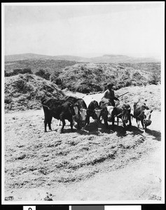 Farmer with cows, Palestine, ca.1900-1910