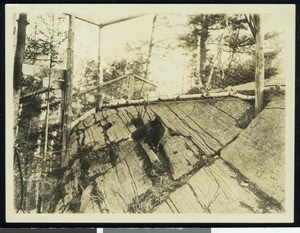 Dark fox at Big Bear Fox Ranch, ca.1900